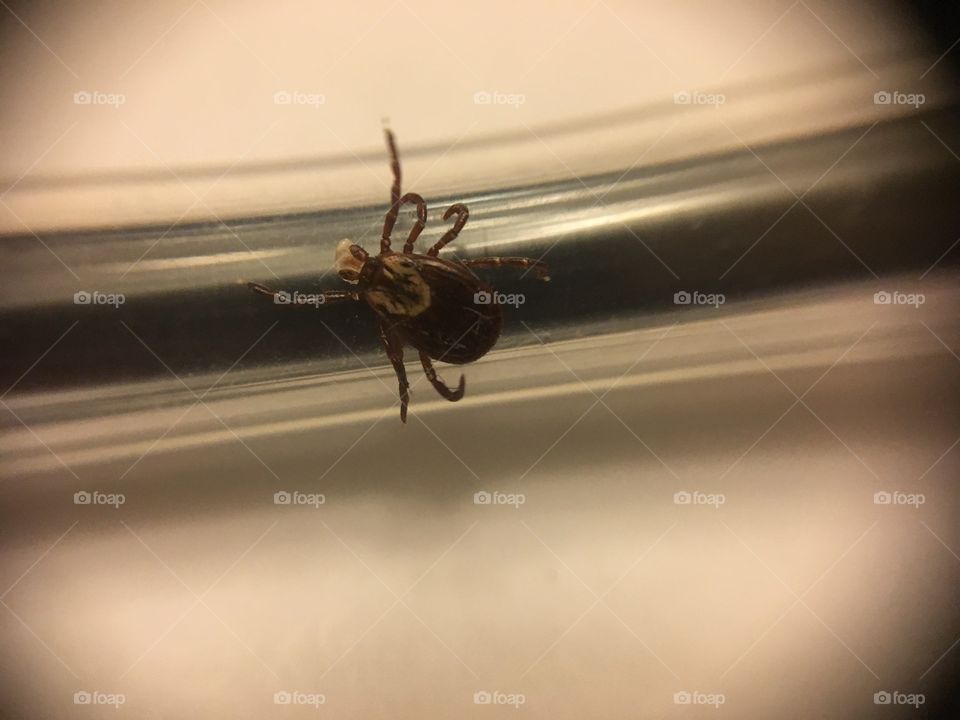 Tick crawling along pencil