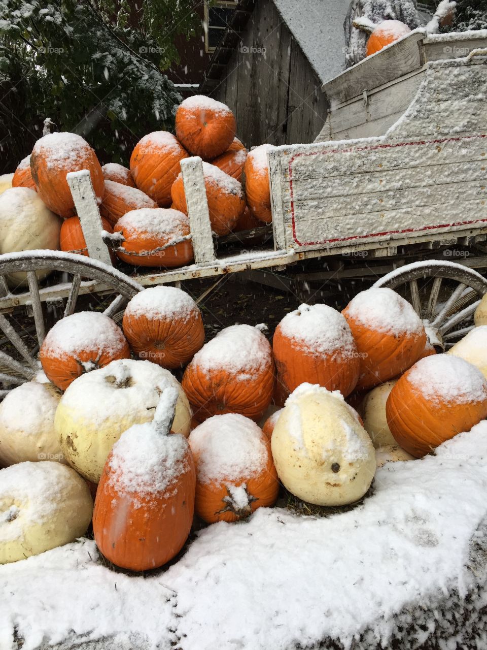 Pumpkin, Snow and Wagon 