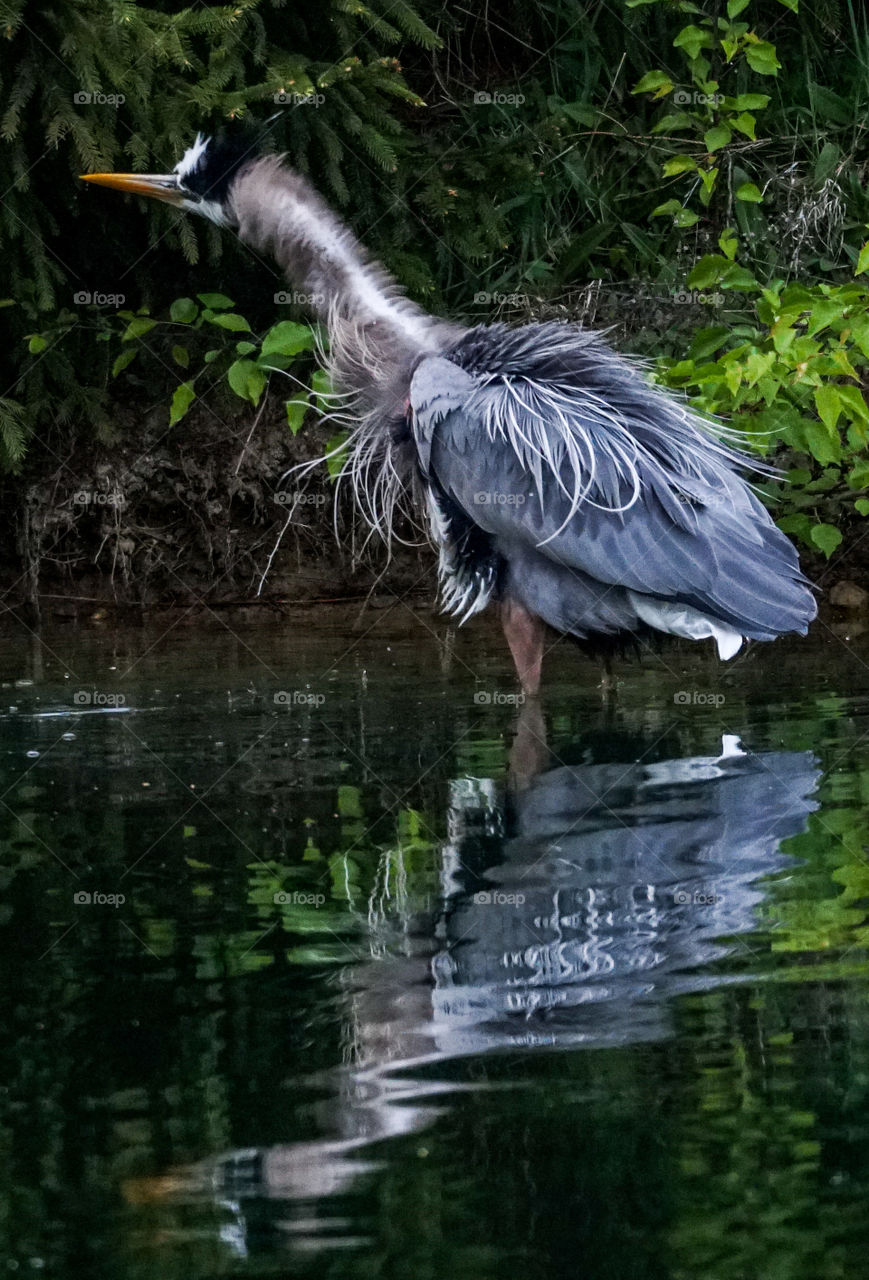 drying off