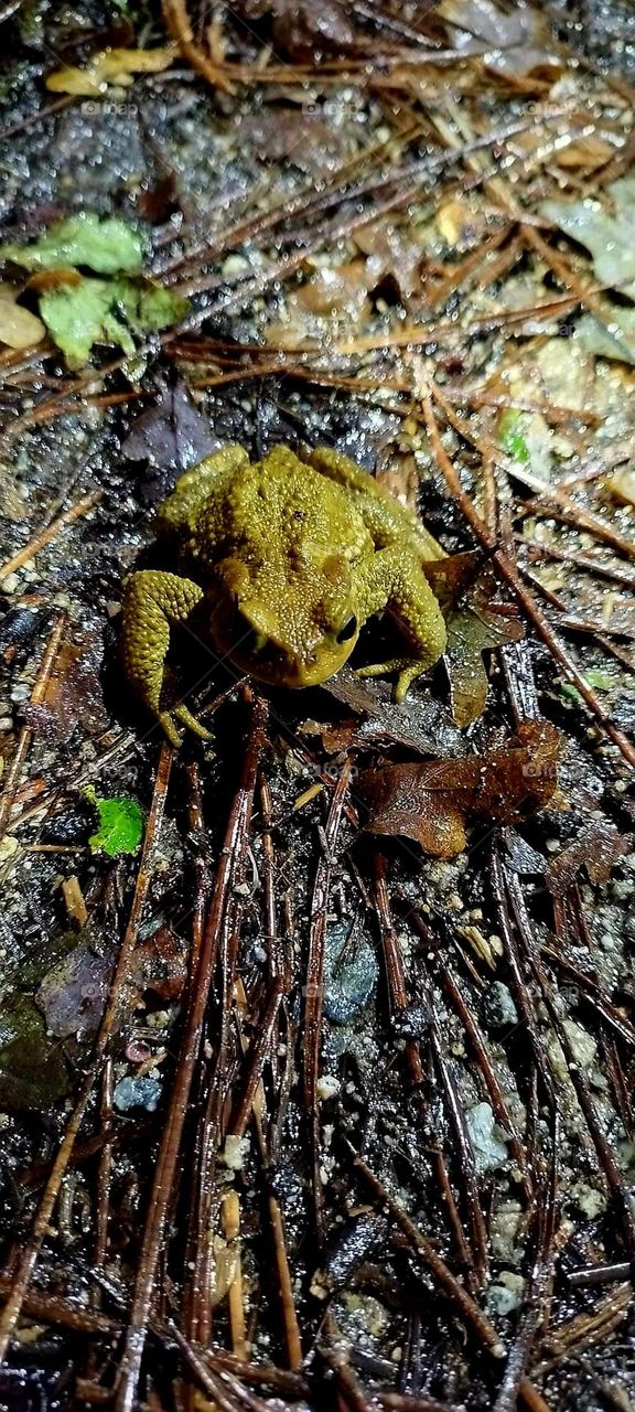 Noctural visit of a toad in the woods of Locmariaquer in Brittany