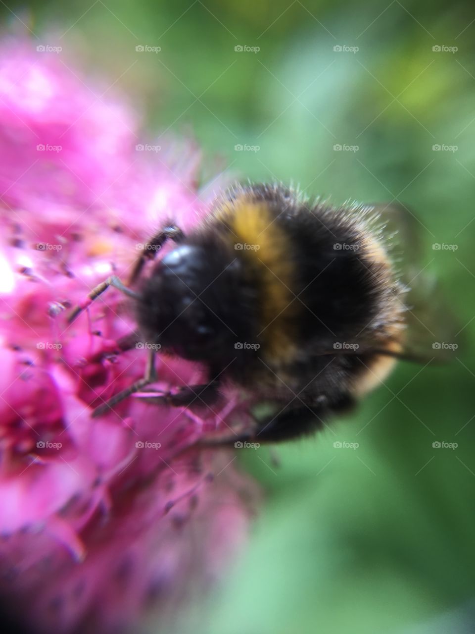 Bumblebee collecting nectar