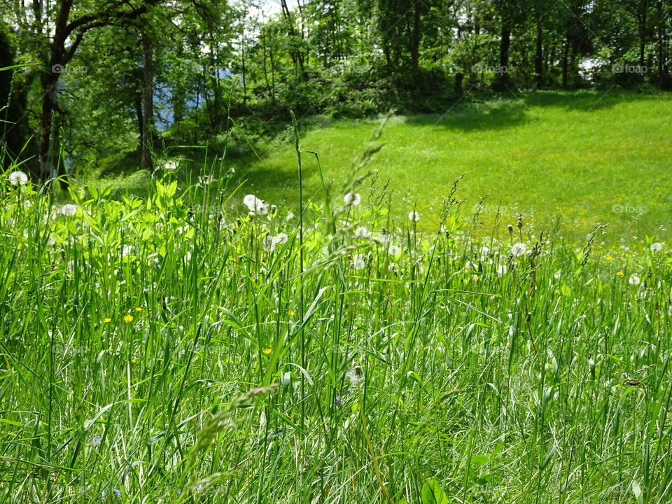 meadow with wild herbs and flowers