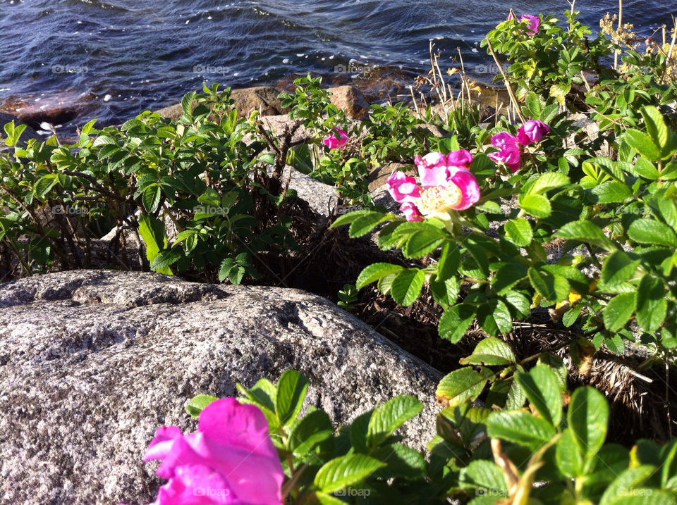 malmö sweden flower sea by by__vickis