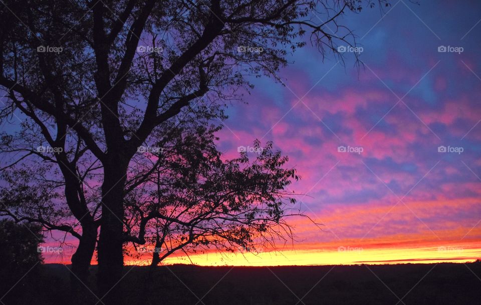 Sunset tree silhouette 