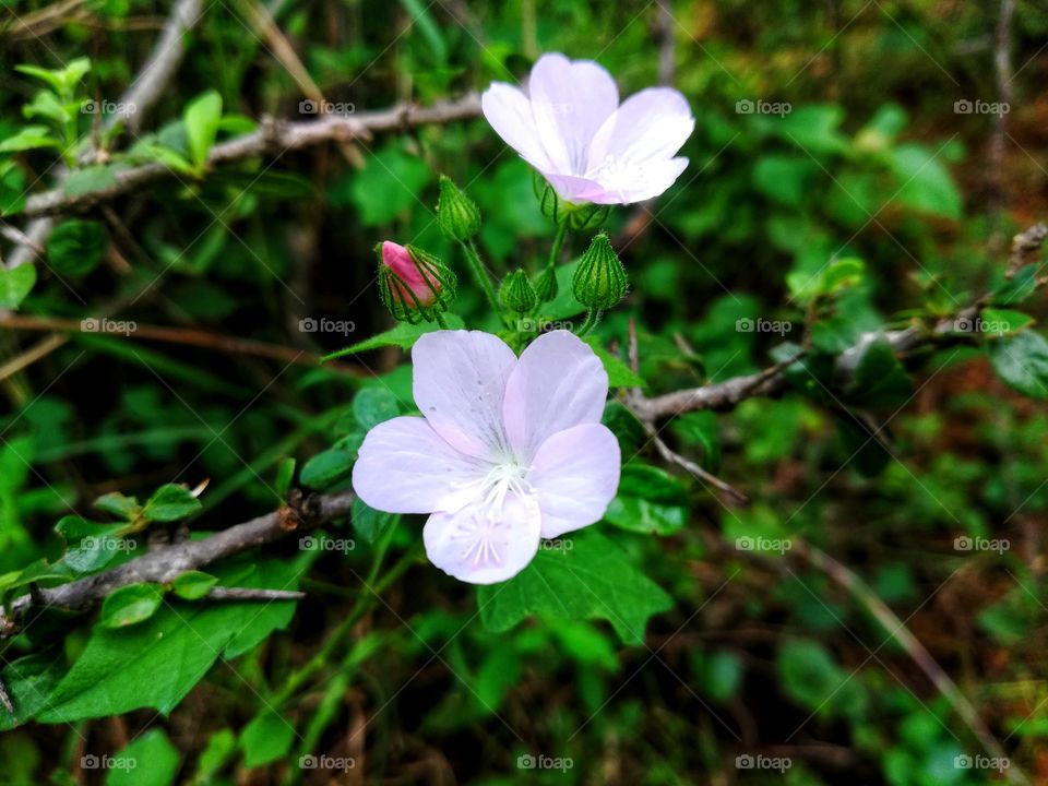 the cutest flower very amezing blooming the way of travel