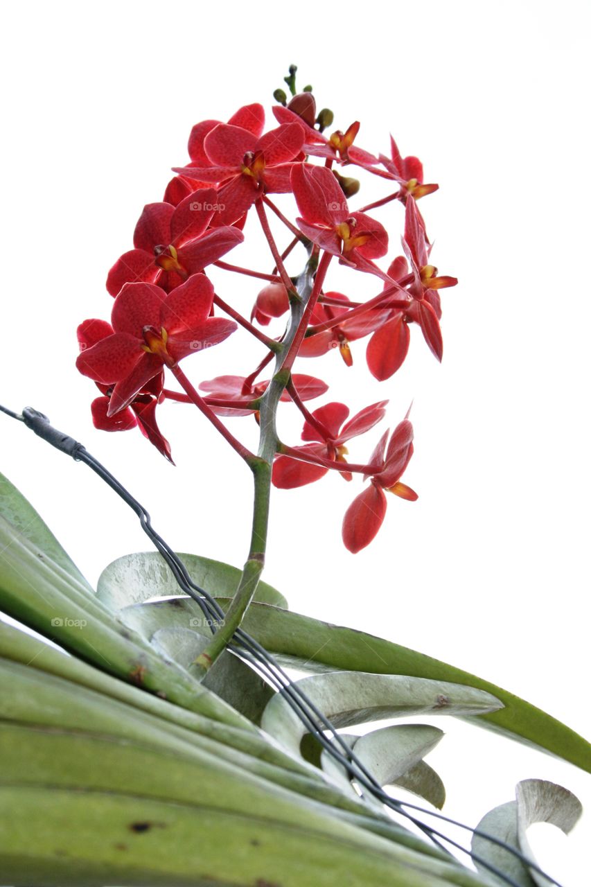 orchid flower. red orchid flower