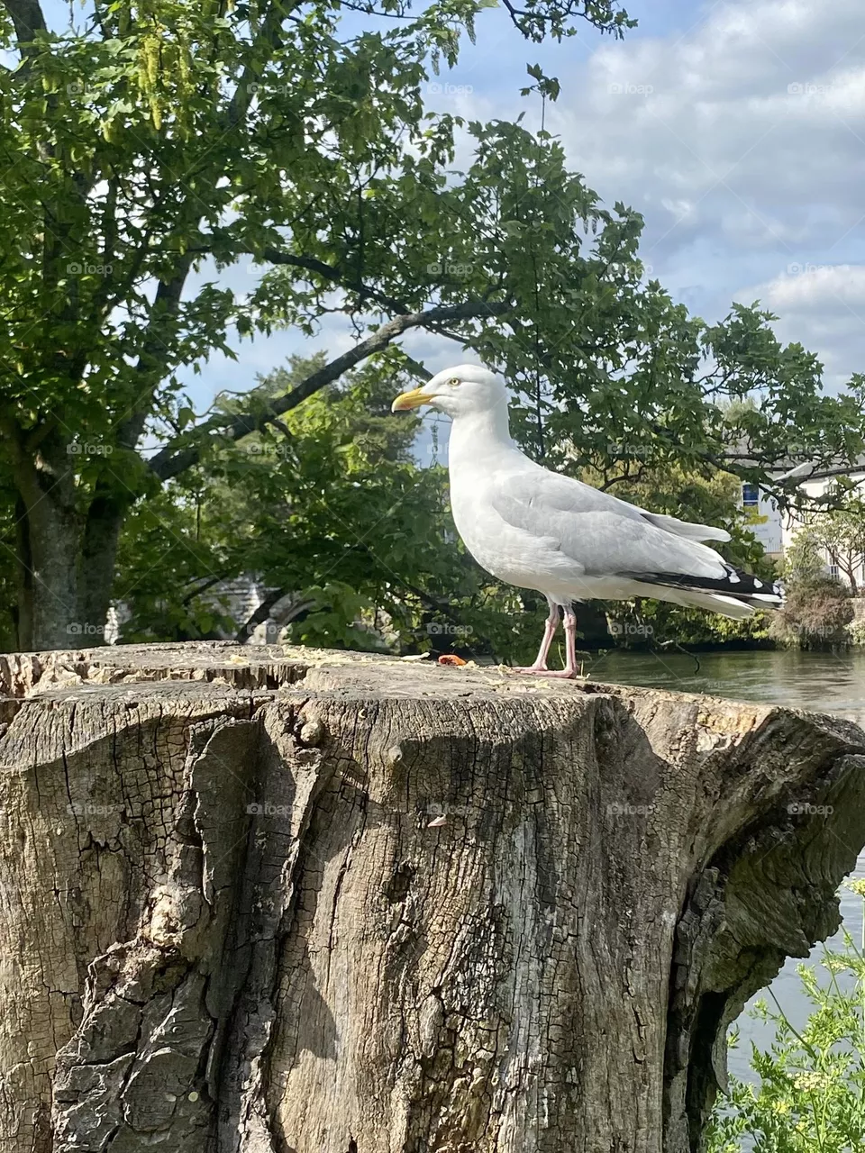 Gull