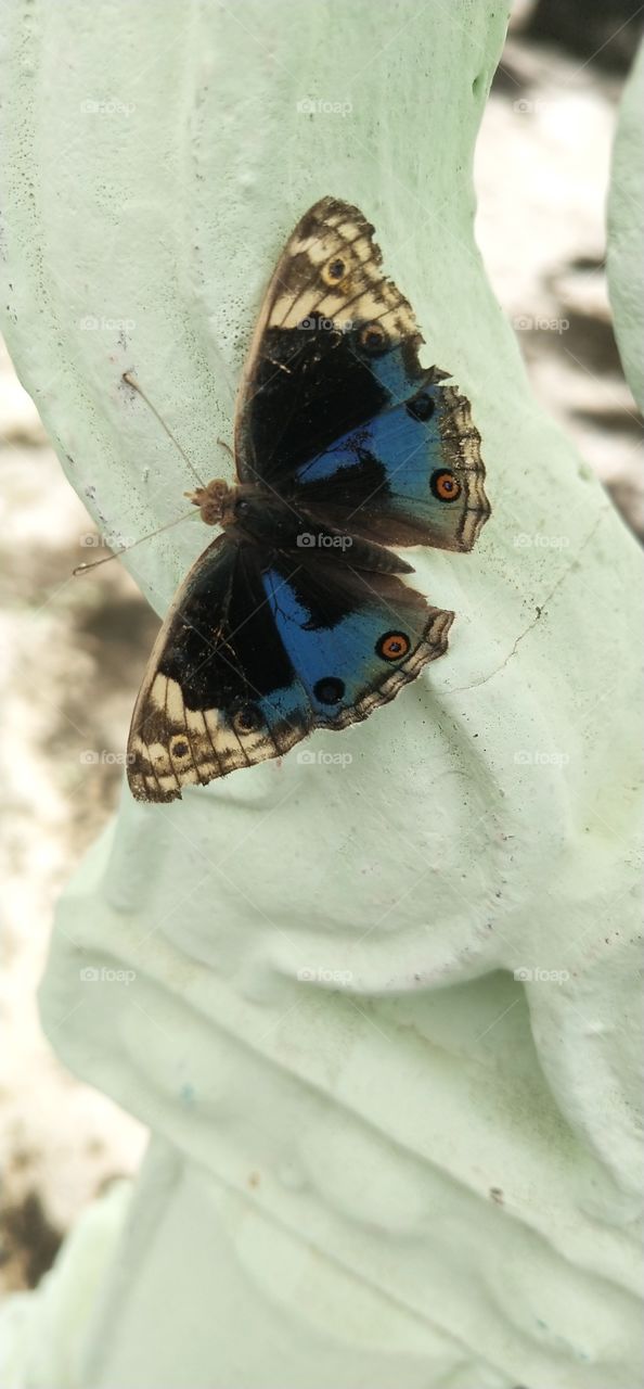 beautiful dark colour  butterfly