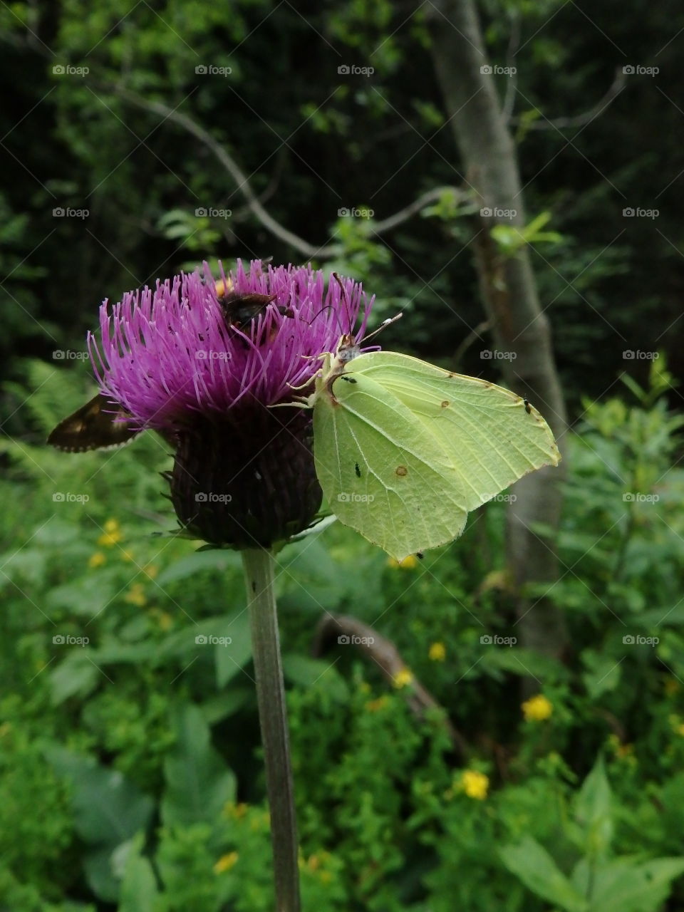 flower with butterfly