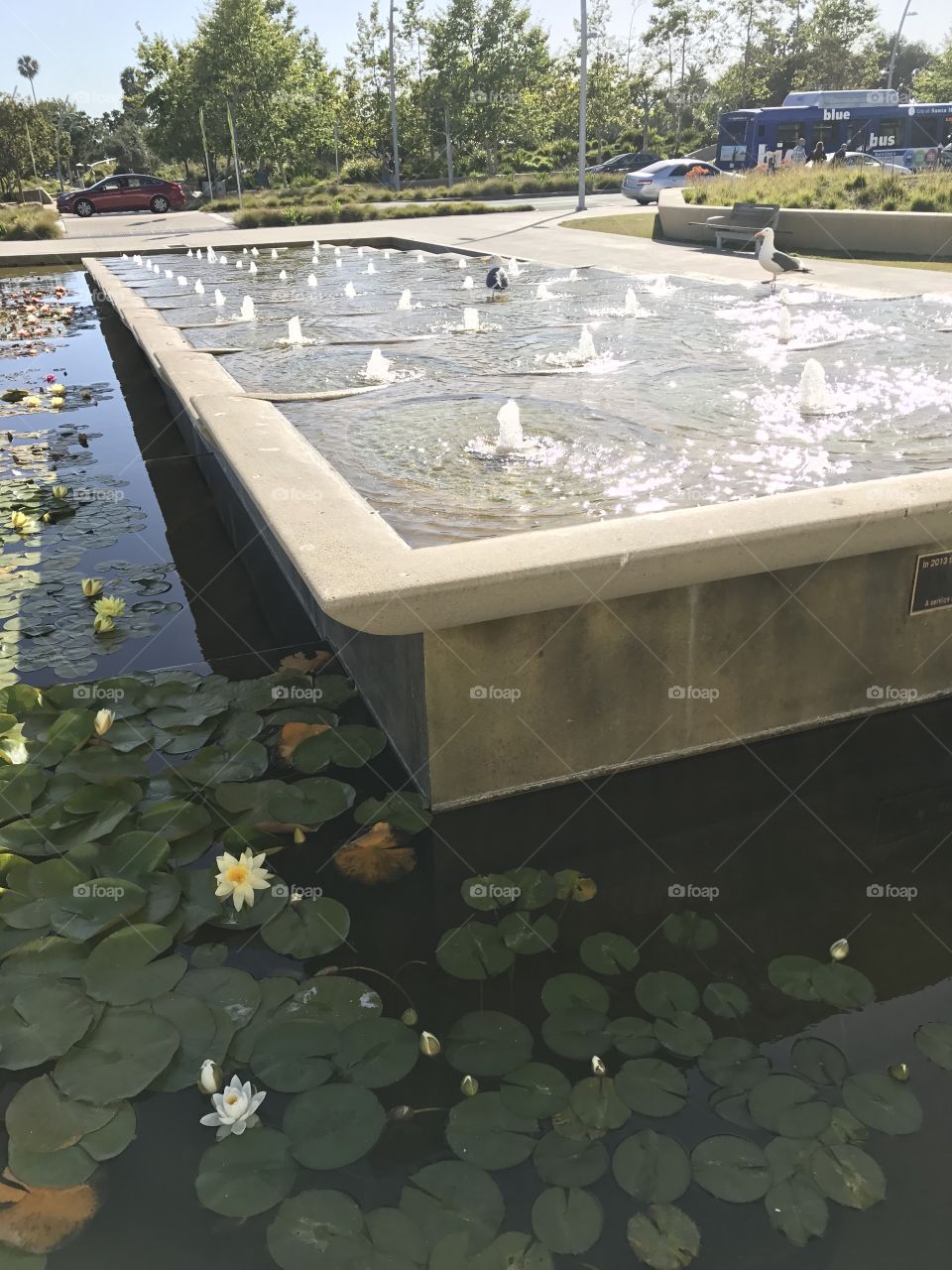 Water, Pool, Environment, Lake, Park