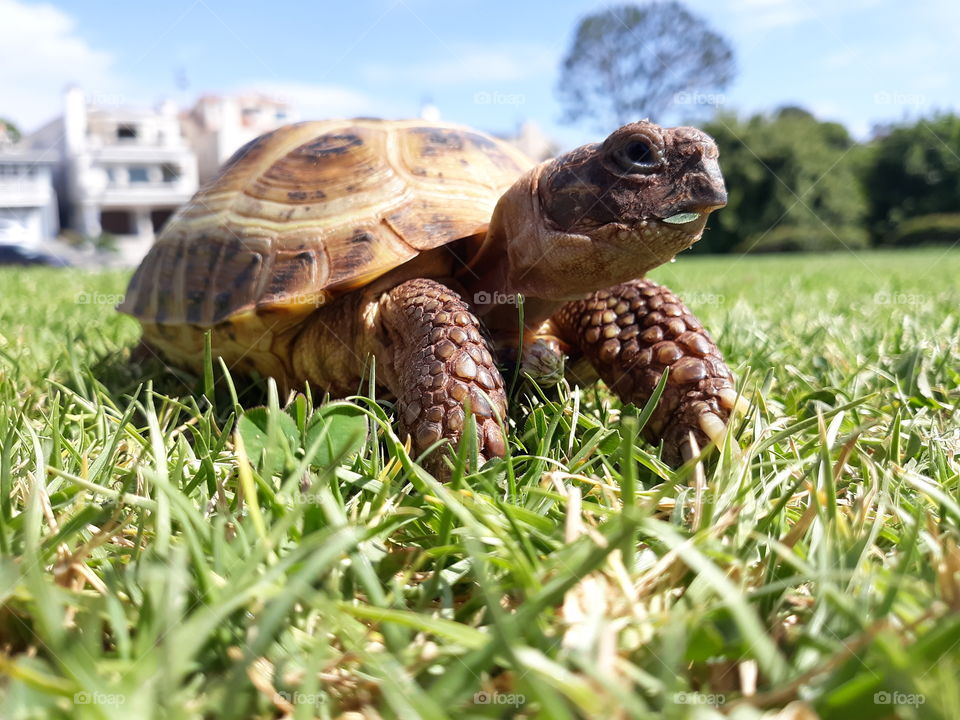 Cute Russian Tortise At The Park