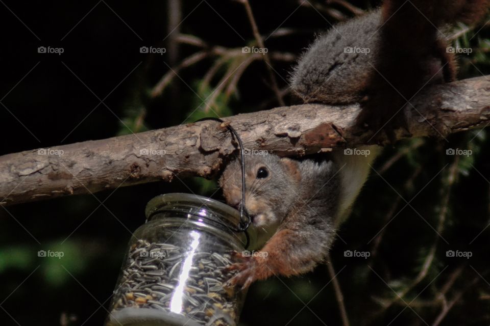 Squirrel on branch