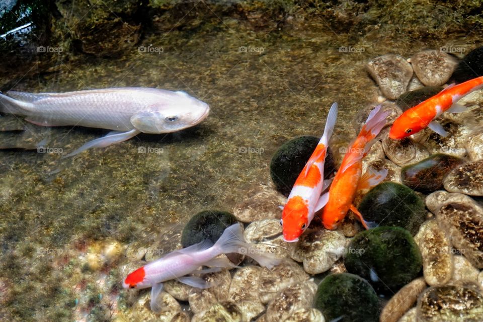 big fish in a small pond