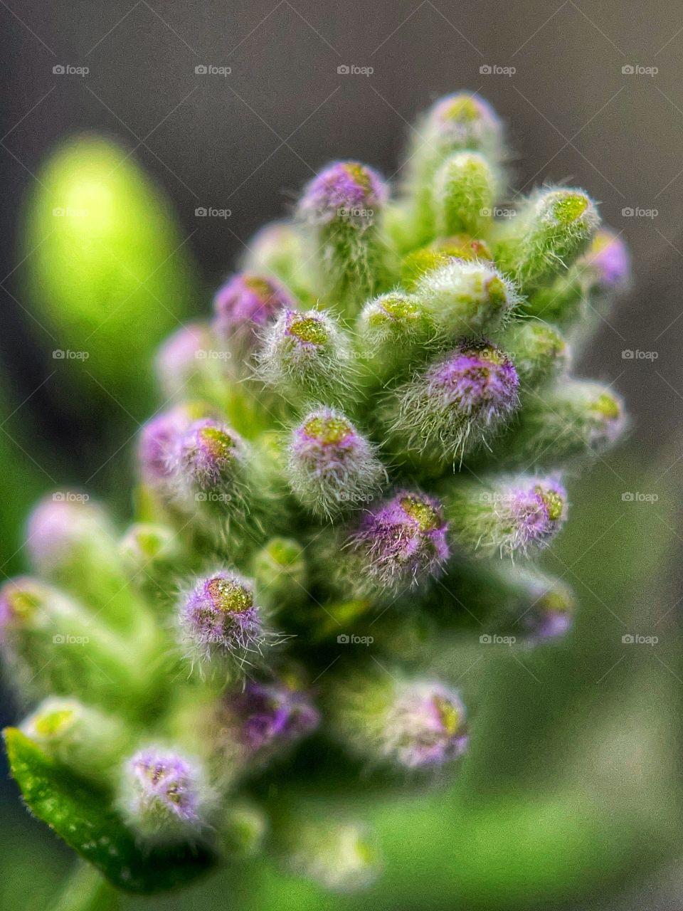 Lavender about to bloom