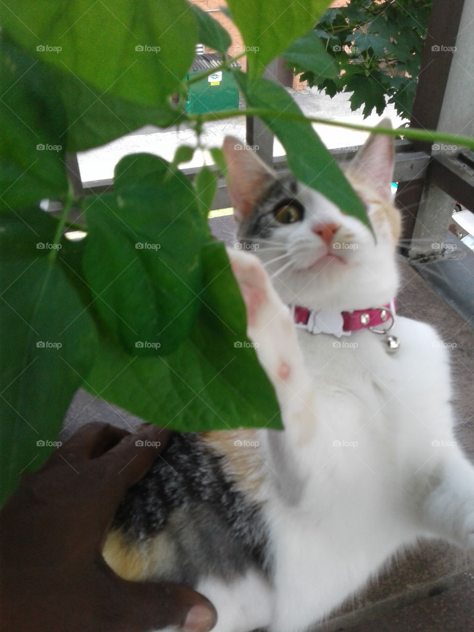 cookie checking the plants3