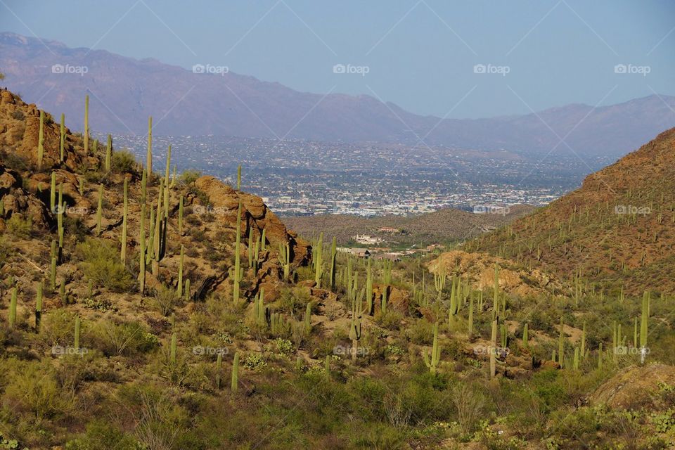 Cactus on mountain