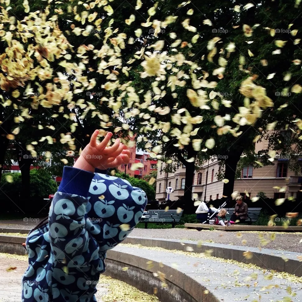 Leafs