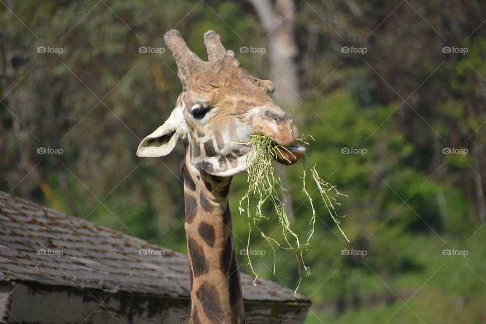 Giraffe eating leaves 