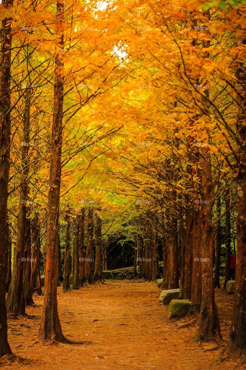 Beautiful maple forest scenery