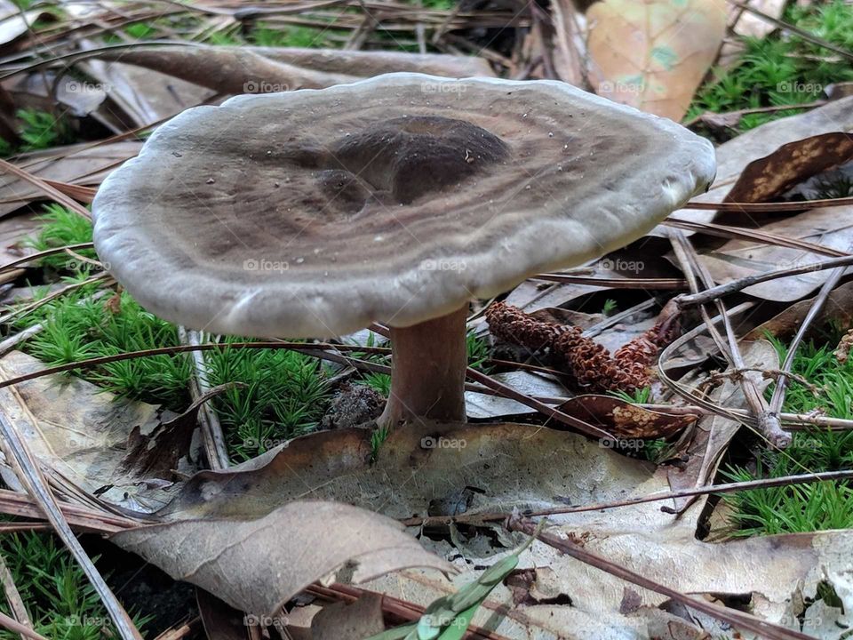 Mushroom