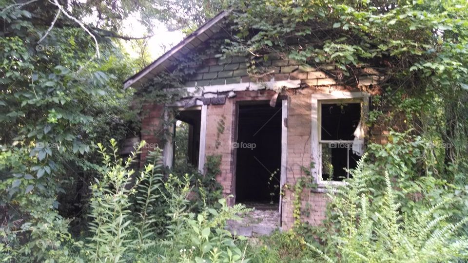 An overgrown, abandoned building.