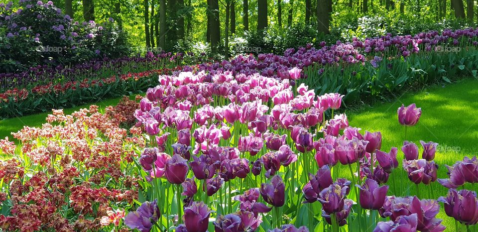 Beautiful Tulips, Flowers, Spring, Tree, Sun, Leafs, Colorful