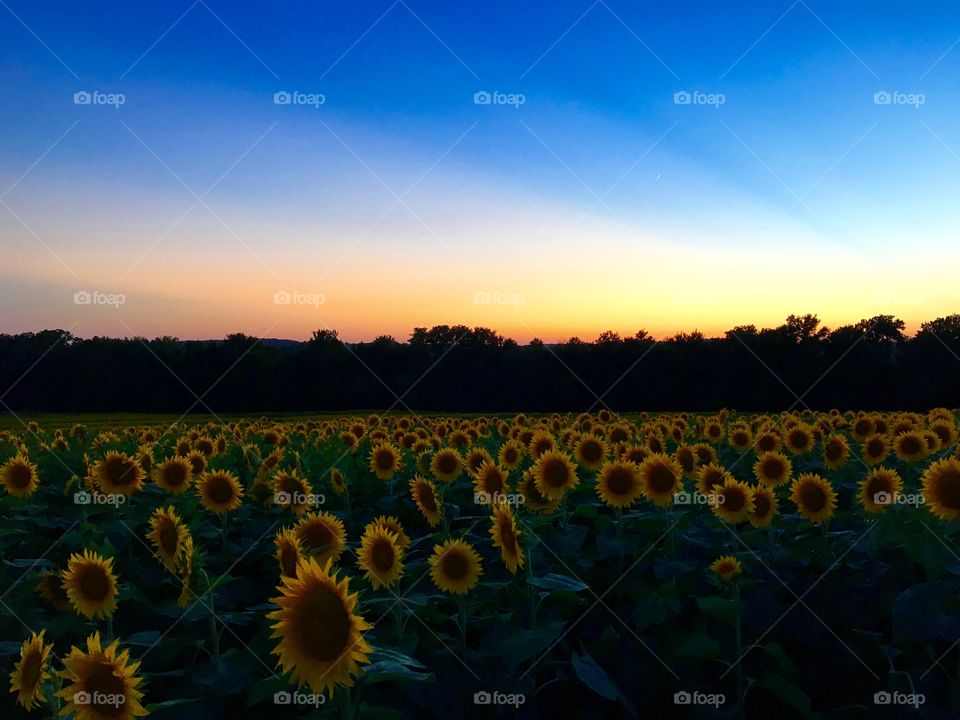 Sunset over sunflowers