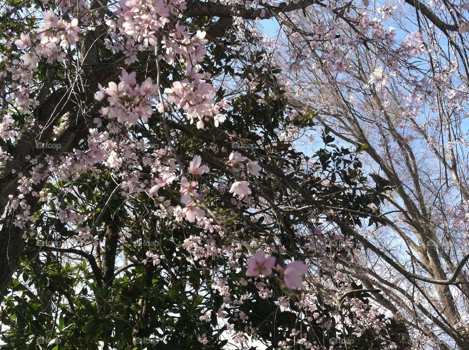 Cherry blossoms 🌸 
