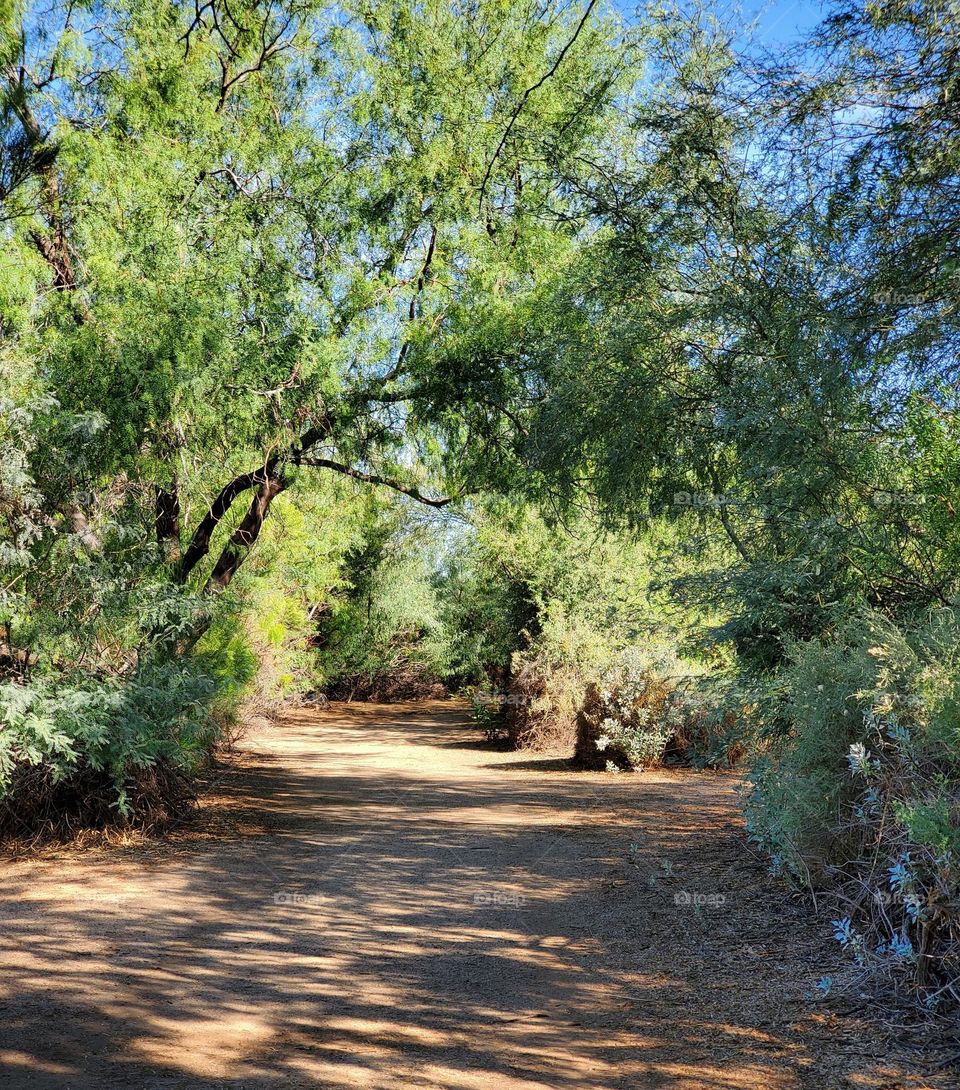 A Shady Walk through the Woods