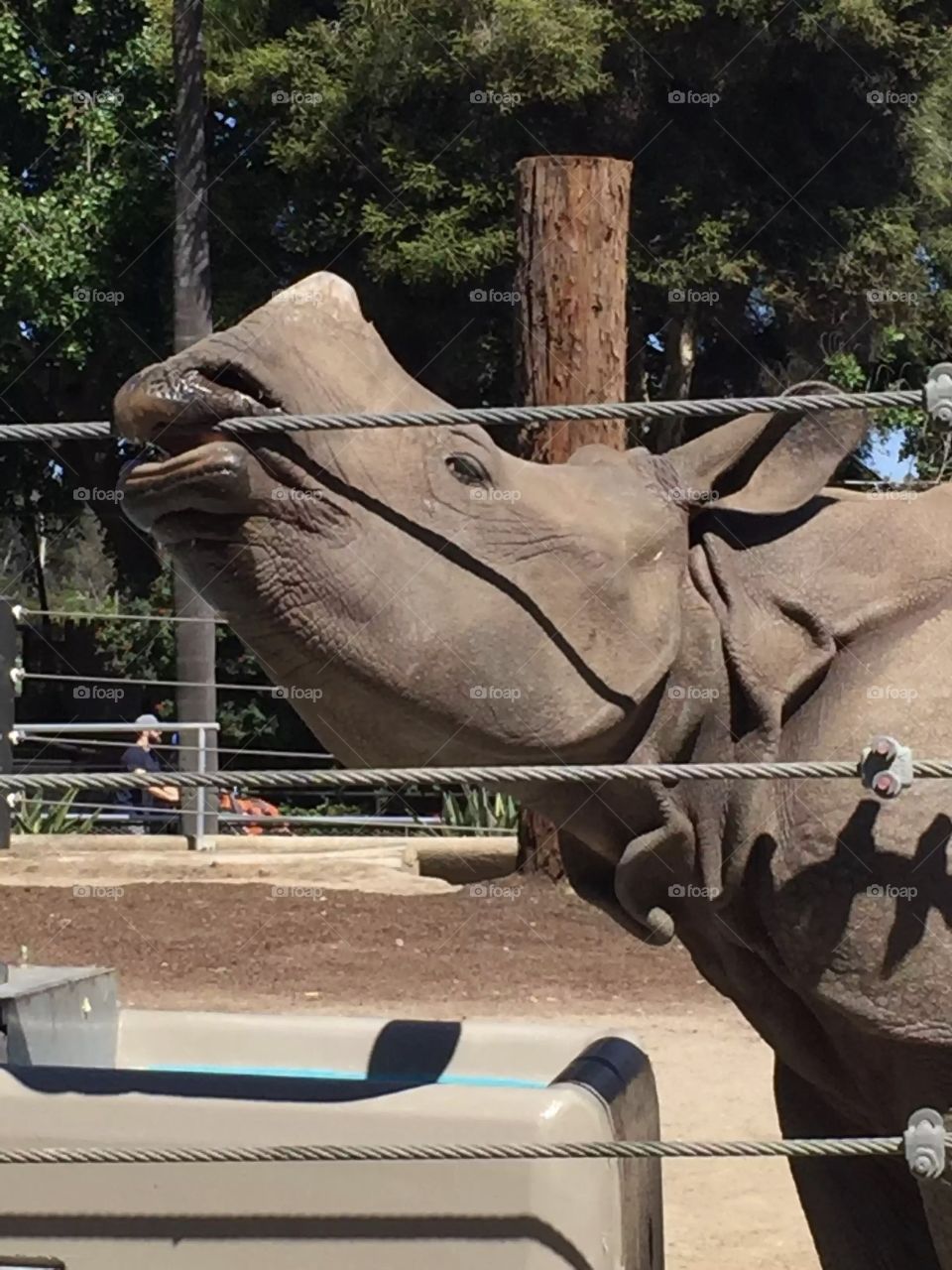 Rhino making his escape at San Diego zoo