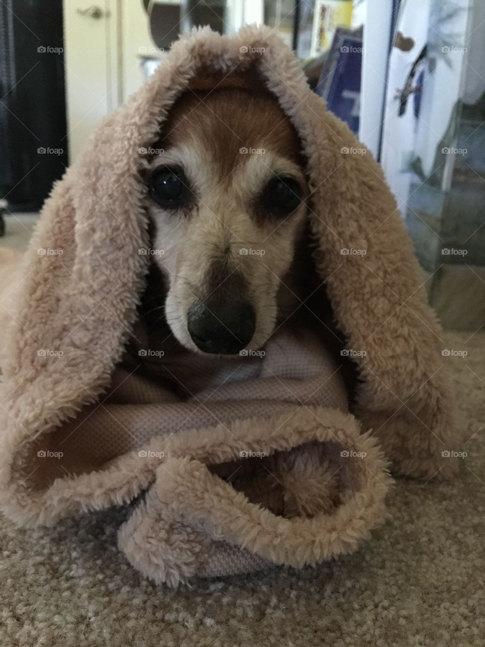 Wrapped in a blanket long hair red dachshund keeps warm