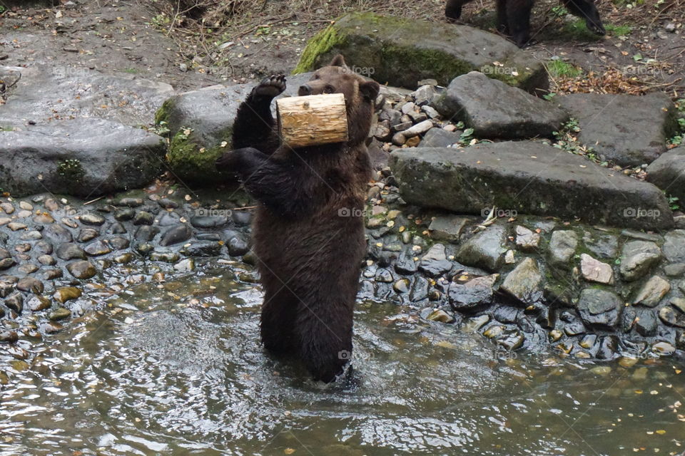 Brown bear standing up playing with a wooden log ...