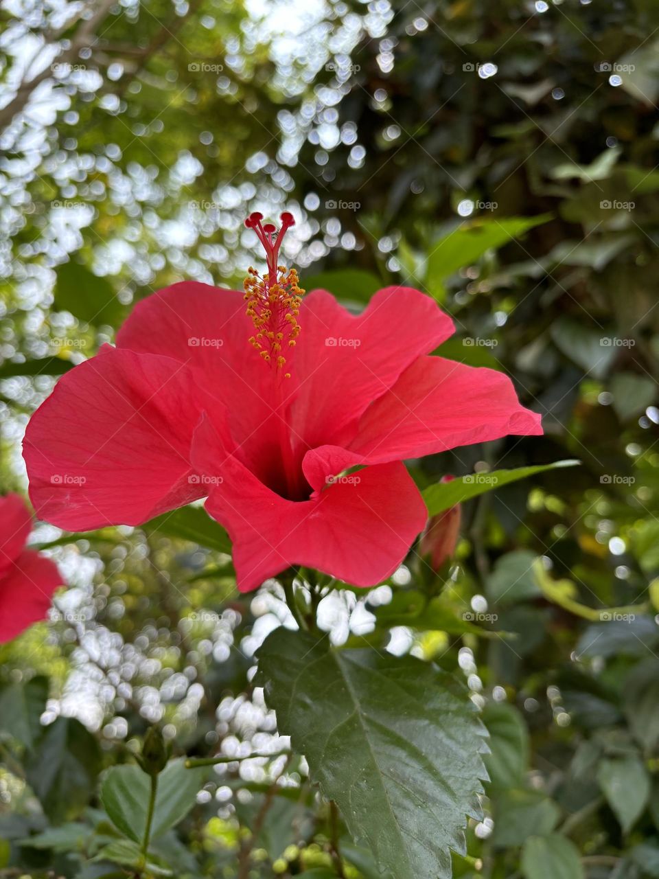 Hibiscus Flower 