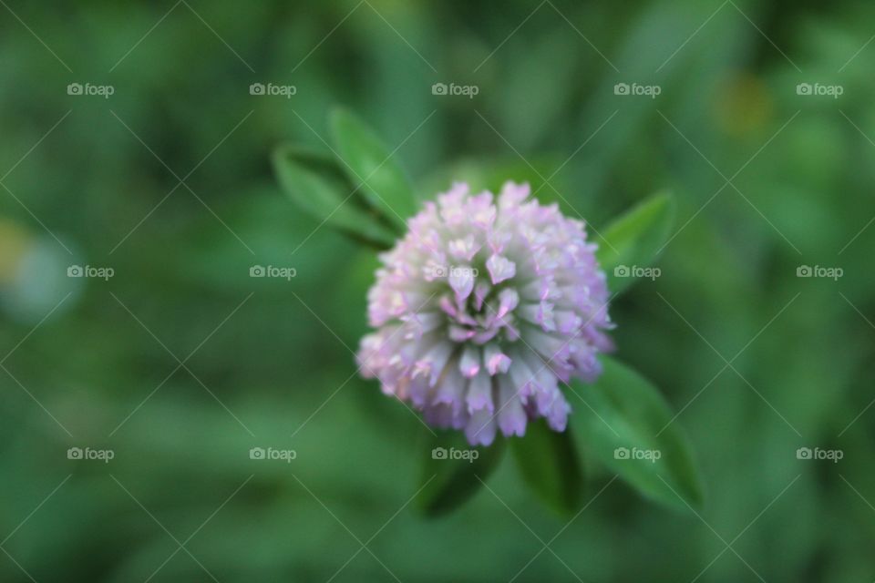 viola flower