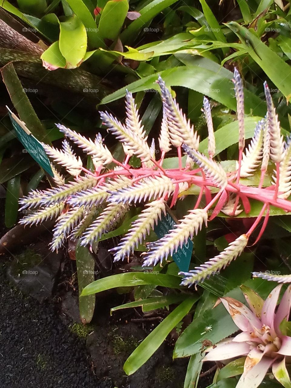 Tropical spiny bracts plant.