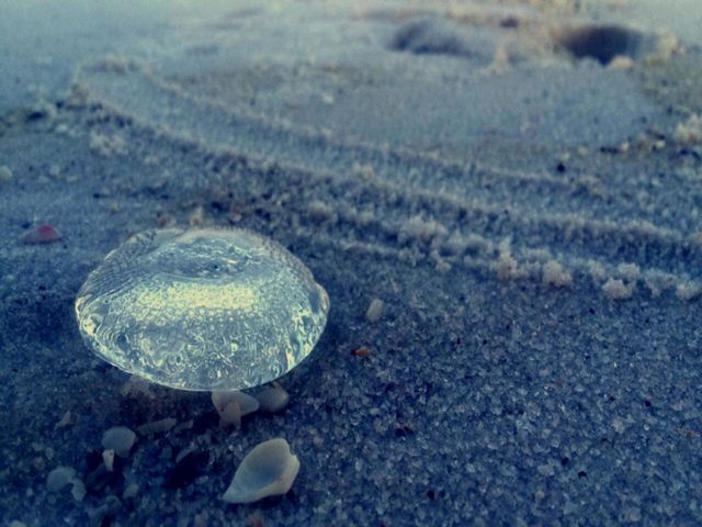 Jellyfish ☺️