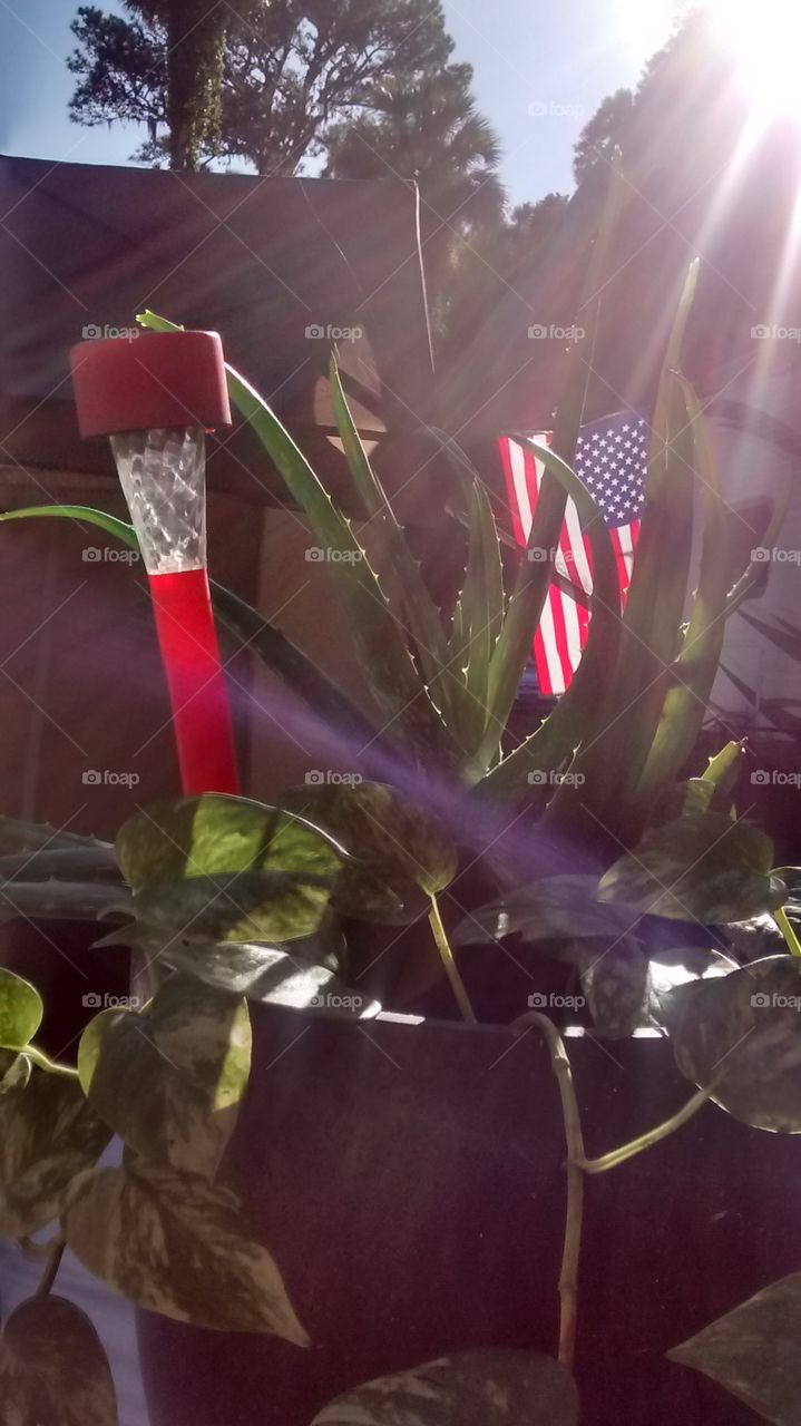 Aloe America