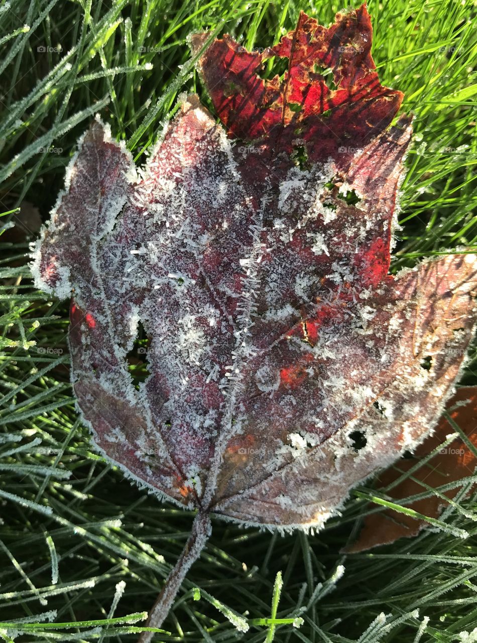 Crystals of frost sparkling on a fall leaf. 