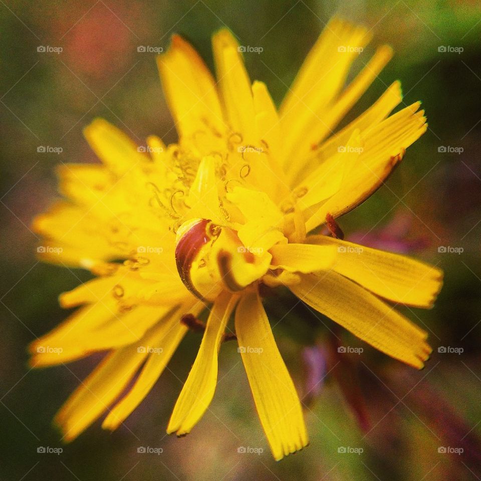 Yellow flower