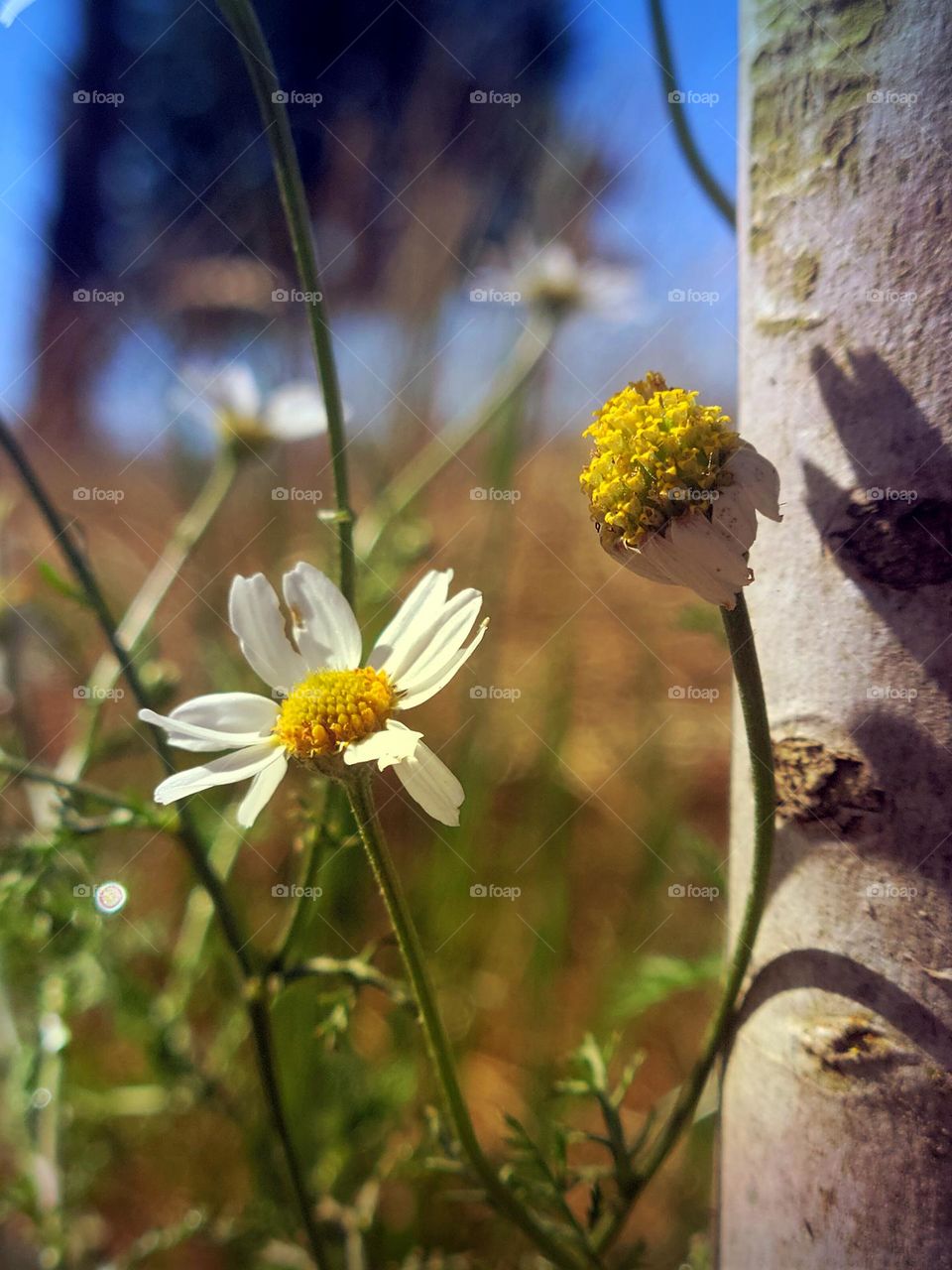 chamomille by tree