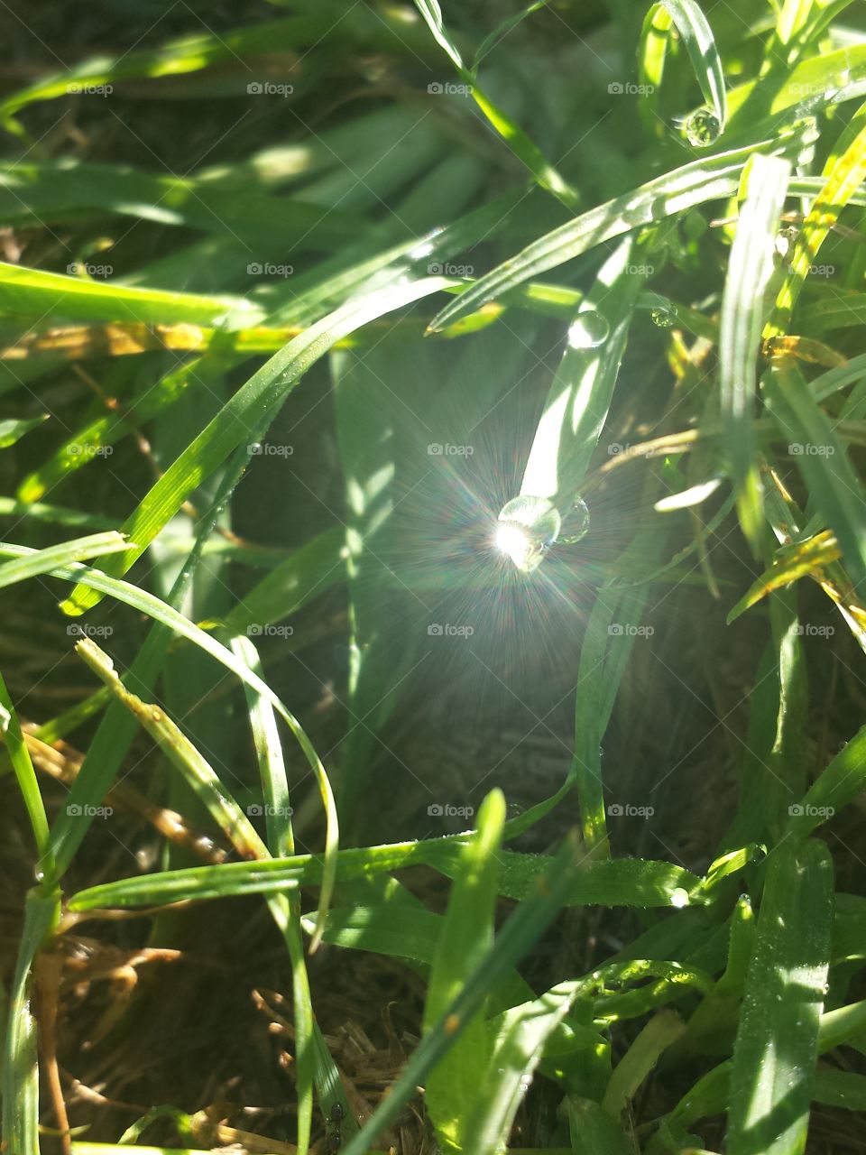 A Drop of Golden Sun