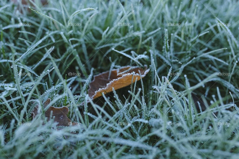 Frosty Marvels, nature’s icy Artistry 