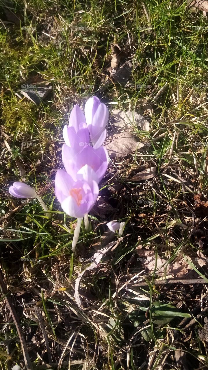 Frühling in Februar