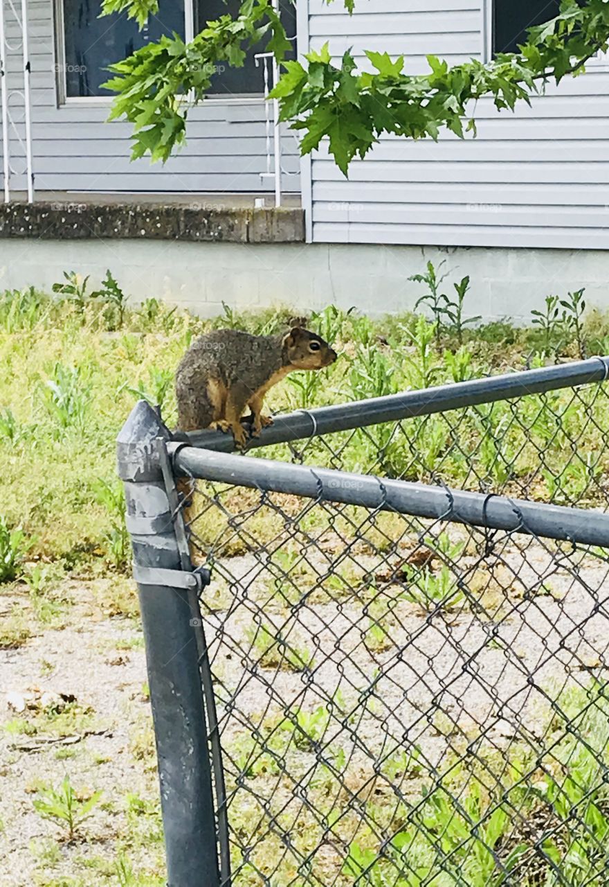 Squirrel 4