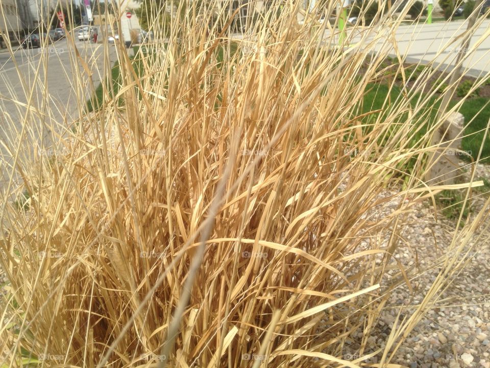 Dry grass