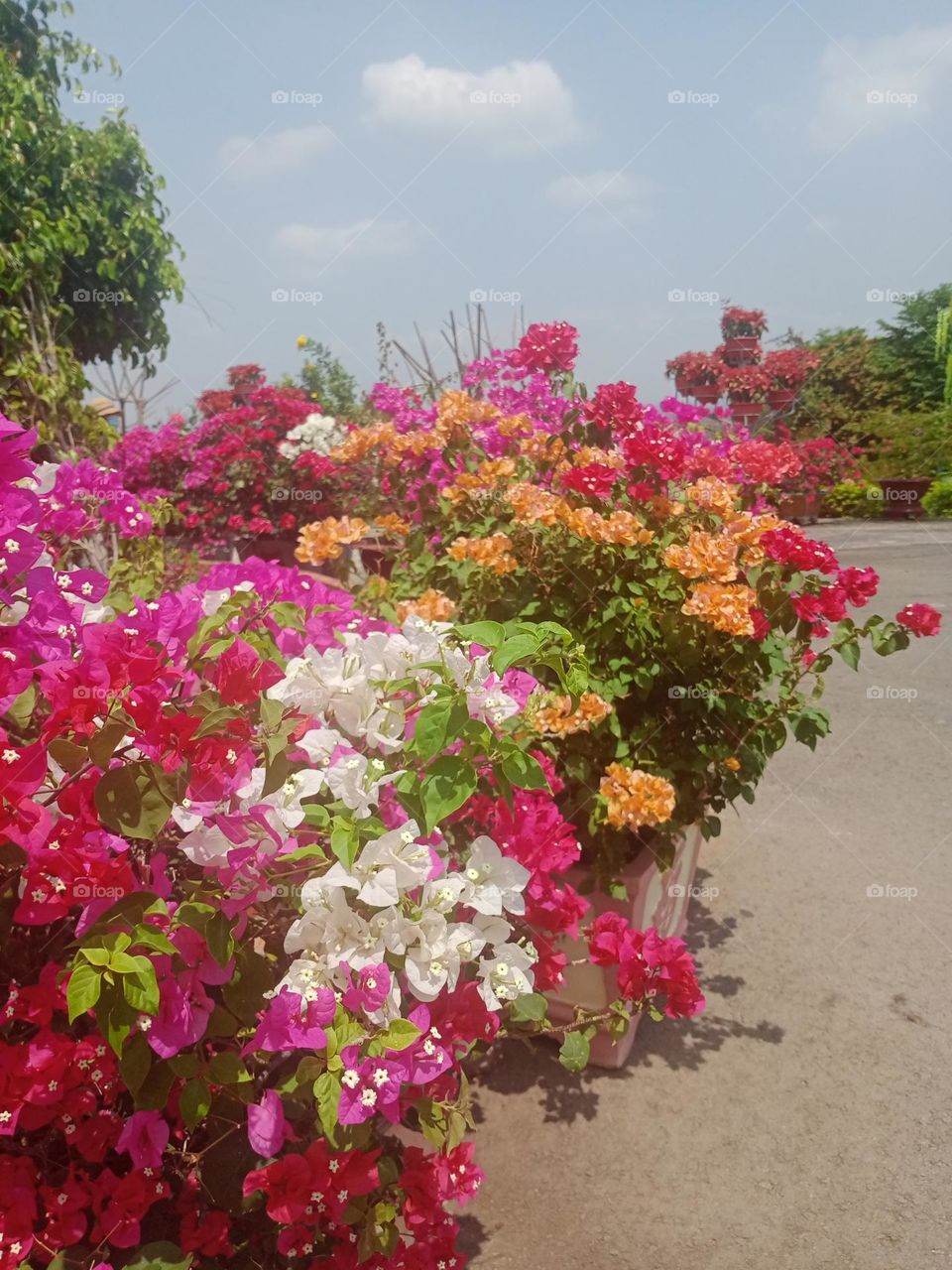 Hoa Giấy nhiều màu.