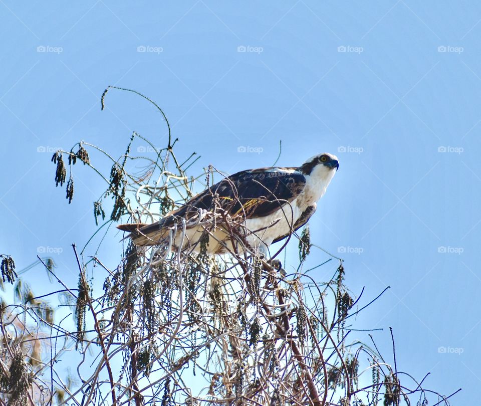 Osprey 