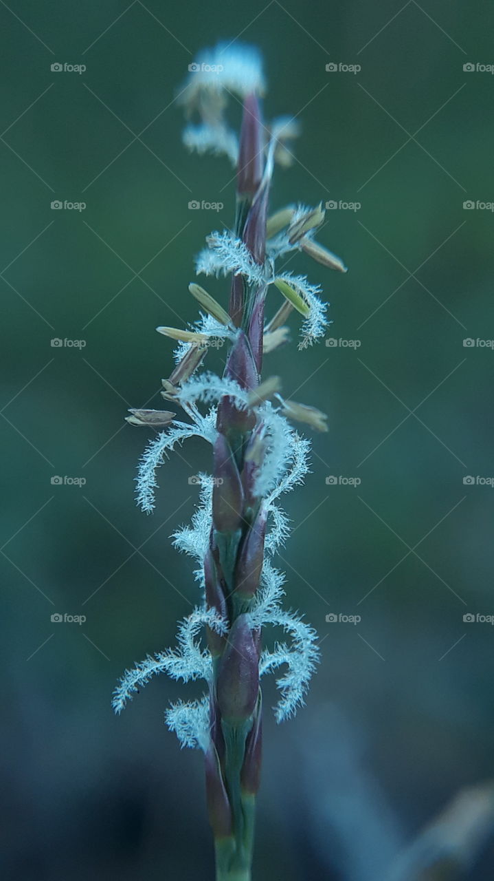 galleta grass
