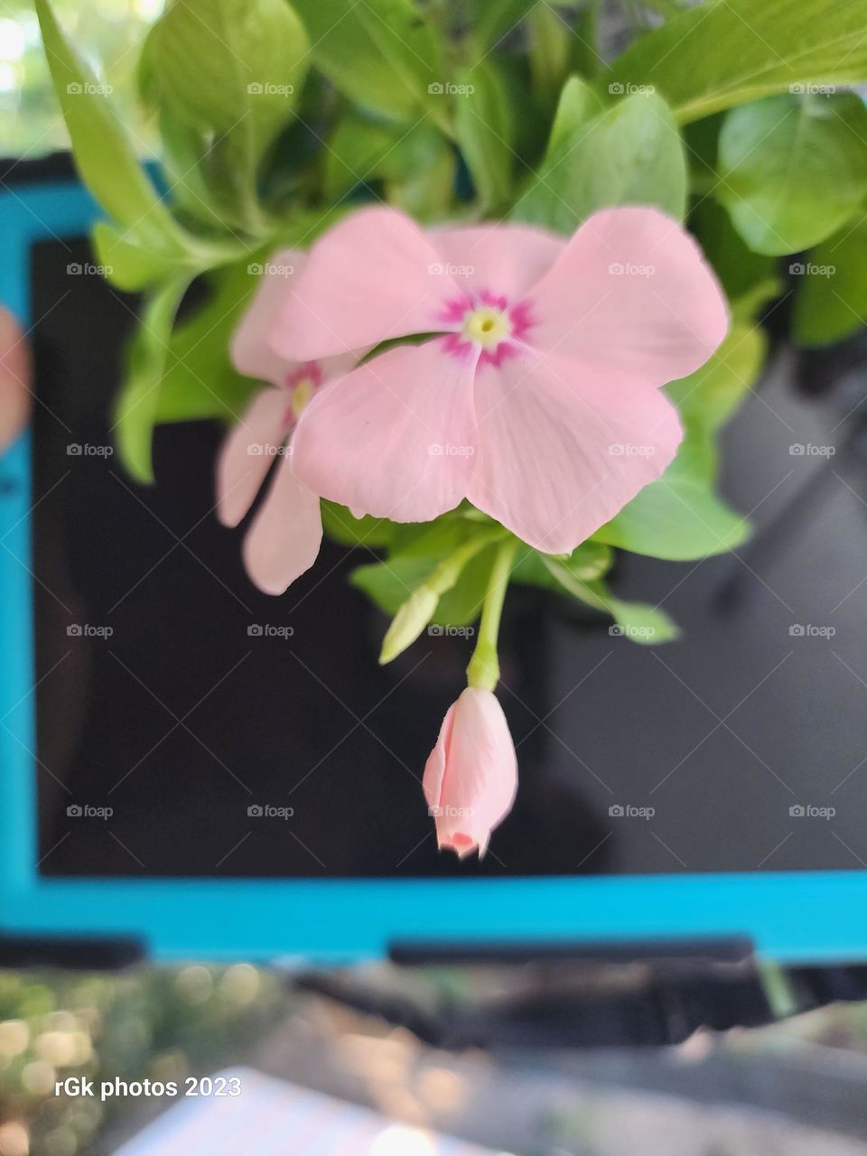 vinca and technology