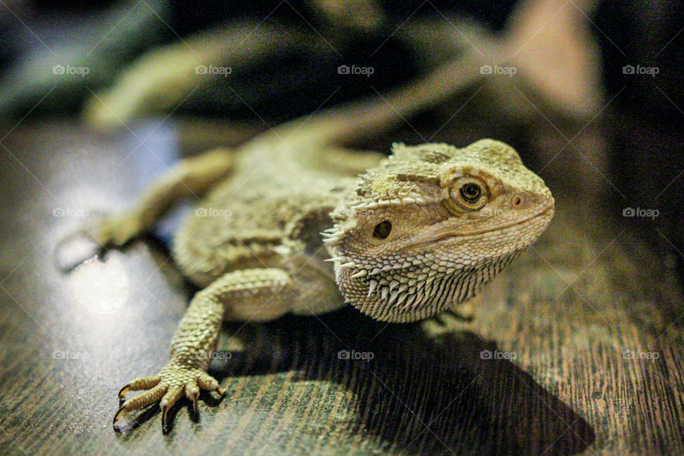 Lizard in a zoo caffee